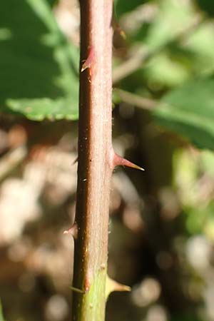 Rubus gratus \ Angenehme Brombeere / Pleasant Bramble, D Herne 27.7.2019