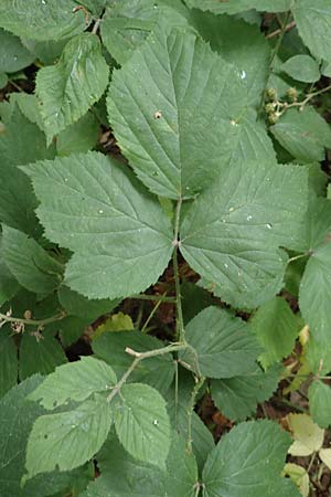 Rubus umbrosus \ Pyramiden-Brombeere / Pyramidal Bramble, D Herne 27.7.2019