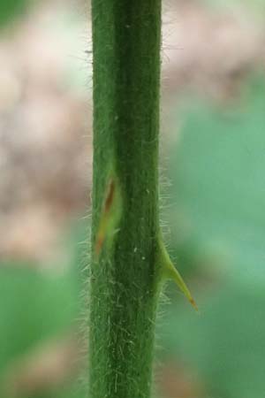 Rubus umbrosus \ Pyramiden-Brombeere / Pyramidal Bramble, D Herne 27.7.2019