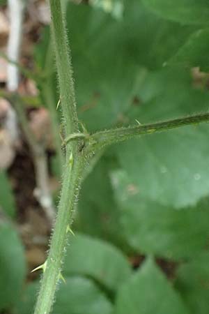 Rubus umbrosus \ Pyramiden-Brombeere / Pyramidal Bramble, D Herne 27.7.2019