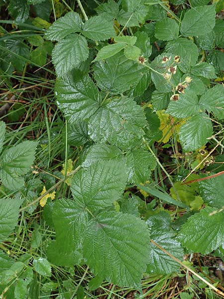 Rubus fasciculatiformis \ Falsche B�schelbl�tige Haselblatt-Brombeere / False Fasciculate-Flowered Bramble, D Ronshausen 29.7.2019