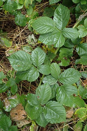Rubus fasciculatiformis \ Falsche B�schelbl�tige Haselblatt-Brombeere / False Fasciculate-Flowered Bramble, D Ronshausen 29.7.2019