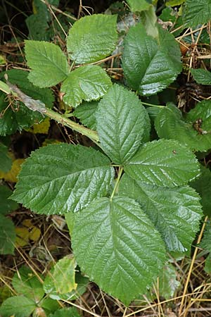 Rubus fasciculatiformis \ Falsche B�schelbl�tige Haselblatt-Brombeere / False Fasciculate-Flowered Bramble, D Ronshausen 29.7.2019