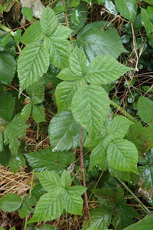 Rubus fasciculatiformis \ Falsche B�schelbl�tige Haselblatt-Brombeere / False Fasciculate-Flowered Bramble, D Ronshausen 29.7.2019