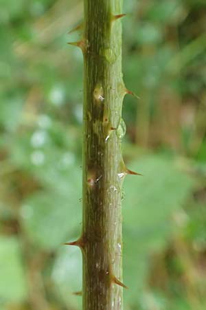 Rubus fasciculatiformis \ Falsche B�schelbl�tige Haselblatt-Brombeere / False Fasciculate-Flowered Bramble, D Ronshausen 29.7.2019