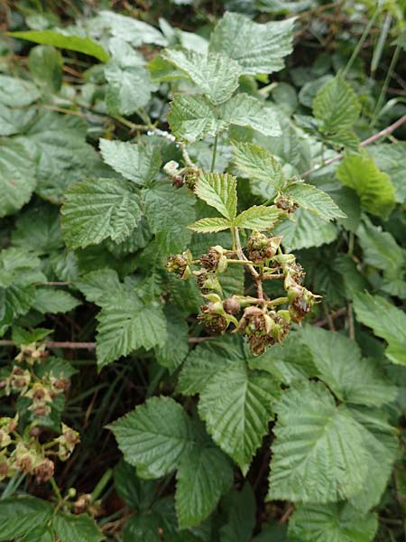 Rubus fasciculatiformis \ Falsche B�schelbl�tige Haselblatt-Brombeere / False Fasciculate-Flowered Bramble, D Ronshausen 29.7.2019