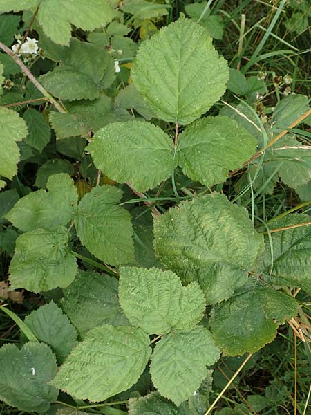 Rubus franconicus \ Fr�nkische Haselblatt-Brombeere / Franconian Bramble, D Habichtswald-Ehlen 29.7.2019