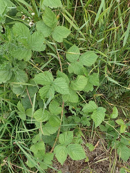 Rubus franconicus \ Fr�nkische Haselblatt-Brombeere / Franconian Bramble, D Habichtswald-Ehlen 29.7.2019