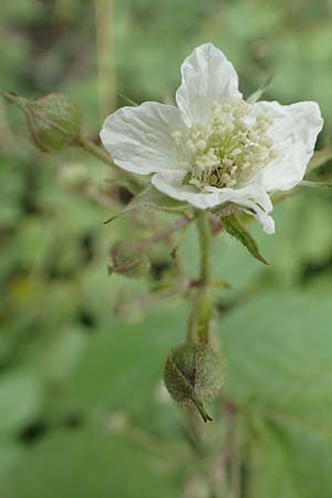Rubus franconicus \ Fr�nkische Haselblatt-Brombeere / Franconian Bramble, D Habichtswald-Ehlen 29.7.2019