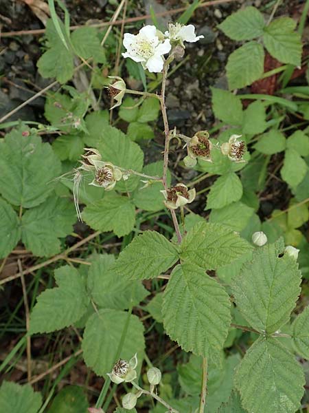 Rubus franconicus \ Fr�nkische Haselblatt-Brombeere / Franconian Bramble, D Habichtswald-Ehlen 29.7.2019