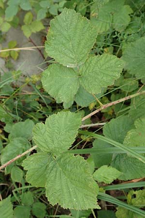 Rubus franconicus \ Fr�nkische Haselblatt-Brombeere / Franconian Bramble, D Habichtswald-Ehlen 29.7.2019