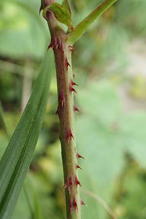 Rubus franconicus \ Fr�nkische Haselblatt-Brombeere / Franconian Bramble, D Habichtswald-Ehlen 29.7.2019