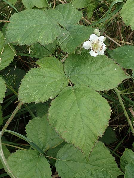 Rubus franconicus \ Fr�nkische Haselblatt-Brombeere / Franconian Bramble, D Habichtswald-Ehlen 29.7.2019