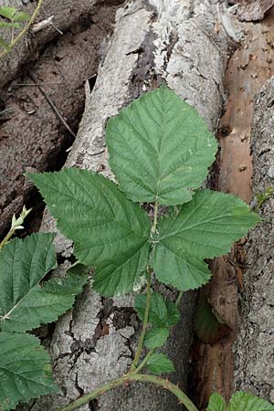 Rubus franconicus \ Fr�nkische Haselblatt-Brombeere / Franconian Bramble, D Habichtswald-Ehlen 29.7.2019