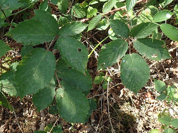 Rubus fissipetalus ? \ Schlitzbl�tige Brombeere / Slit-Flowered Bramble, D Rheinstetten-Silberstreifen 18.8.2019
