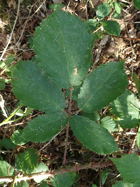Rubus fissipetalus ? \ Schlitzbl�tige Brombeere / Slit-Flowered Bramble, D Rheinstetten-Silberstreifen 18.8.2019