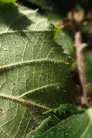Rubus fissipetalus ? \ Schlitzbl�tige Brombeere / Slit-Flowered Bramble, D Rheinstetten-Silberstreifen 18.8.2019