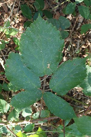 Rubus fissipetalus ? \ Schlitzbl�tige Brombeere / Slit-Flowered Bramble, D Rheinstetten-Silberstreifen 18.8.2019