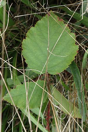 Rubus spec7 ? \ Haselblatt-Brombeere / Bramble, D Rheinstetten-Silberstreifen 18.8.2019
