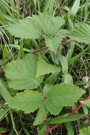 Rubus spec7 ? \ Haselblatt-Brombeere / Bramble, D Rheinstetten-Silberstreifen 18.8.2019