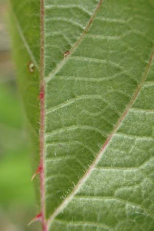 Rubus spec7 ? \ Haselblatt-Brombeere / Bramble, D Rheinstetten-Silberstreifen 18.8.2019