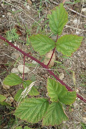 Rubus spec7 ? \ Haselblatt-Brombeere / Bramble, D Rheinstetten-Silberstreifen 18.8.2019
