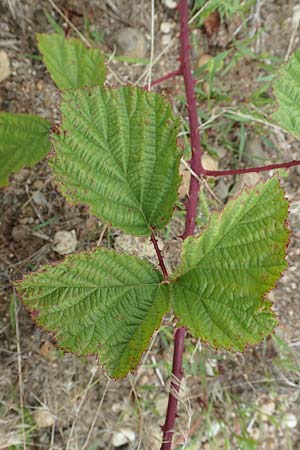 Rubus spec7 ? \ Haselblatt-Brombeere / Bramble, D Rheinstetten-Silberstreifen 18.8.2019
