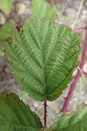 Rubus spec7 ? \ Haselblatt-Brombeere / Bramble, D Rheinstetten-Silberstreifen 18.8.2019