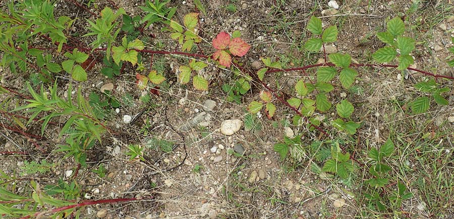 Rubus spec7 ? \ Haselblatt-Brombeere / Bramble, D Rheinstetten-Silberstreifen 18.8.2019