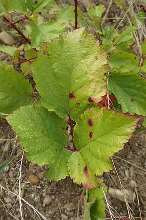 Rubus spec7 ? \ Haselblatt-Brombeere / Bramble, D Rheinstetten-Silberstreifen 18.8.2019