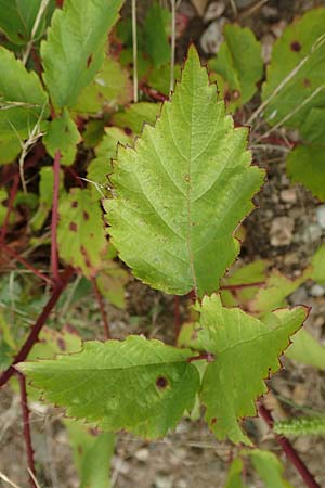 Rubus spec7 ? \ Haselblatt-Brombeere / Bramble, D Rheinstetten-Silberstreifen 18.8.2019