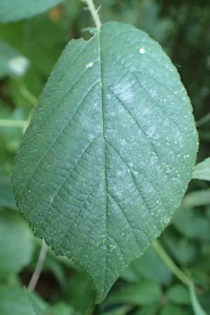 Rubus saltuum \ Zickzackachsige Brombeere / Zigzag-Axis Bramble, D Karlsruhe 31.8.2019