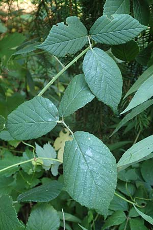Rubus saltuum \ Zickzackachsige Brombeere / Zigzag-Axis Bramble, D Karlsruhe 31.8.2019