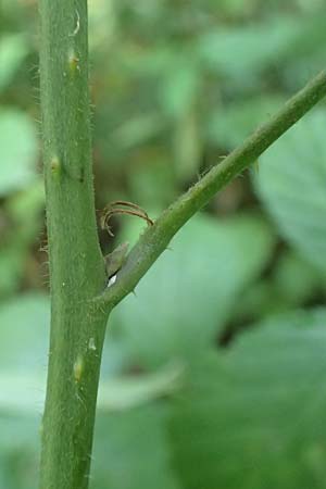 Rubus saltuum \ Zickzackachsige Brombeere / Zigzag-Axis Bramble, D Karlsruhe 31.8.2019