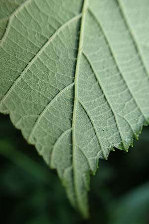 Rubus saltuum \ Zickzackachsige Brombeere / Zigzag-Axis Bramble, D Karlsruhe 31.8.2019