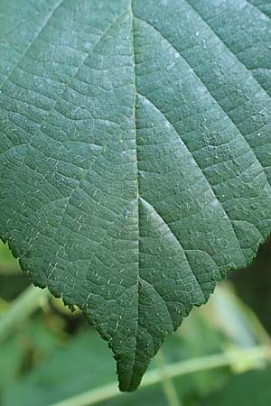 Rubus saltuum \ Zickzackachsige Brombeere / Zigzag-Axis Bramble, D Karlsruhe 31.8.2019