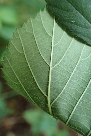 Rubus saltuum \ Zickzackachsige Brombeere / Zigzag-Axis Bramble, D Karlsruhe 31.8.2019