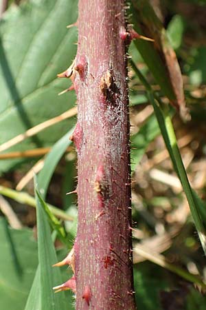 Rubus fissipetalus ? \ Schlitzbl�tige Brombeere / Slit-Flowered Bramble, D Karlsruhe 31.8.2019