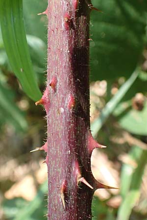 Rubus fissipetalus ? \ Schlitzbl�tige Brombeere / Slit-Flowered Bramble, D Karlsruhe 31.8.2019