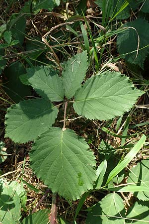 Rubus fissipetalus ? \ Schlitzbl�tige Brombeere / Slit-Flowered Bramble, D Karlsruhe 31.8.2019