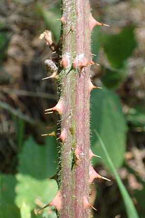 Rubus fissipetalus ? \ Schlitzbl�tige Brombeere / Slit-Flowered Bramble, D Karlsruhe 31.8.2019