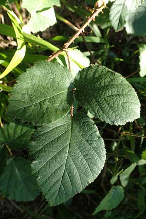 Rubus fissipetalus ? \ Schlitzbl�tige Brombeere / Slit-Flowered Bramble, D Karlsruhe 31.8.2019