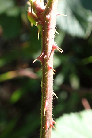 Rubus fissipetalus ? \ Schlitzbl�tige Brombeere / Slit-Flowered Bramble, D Karlsruhe 31.8.2019