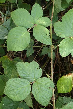 Rubus ambifarius \ B&uuml;schelbl&uuml;tige Haselblatt-Brombeere / Fasciculate-Flowered Bramble, D Vaihingen-Ensingen 13.9.2019