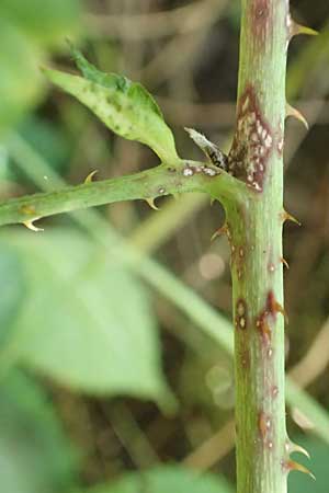Rubus ambifarius \ B&uuml;schelbl&uuml;tige Haselblatt-Brombeere / Fasciculate-Flowered Bramble, D Vaihingen-Ensingen 13.9.2019