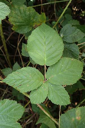 Rubus ambifarius \ B&uuml;schelbl&uuml;tige Haselblatt-Brombeere / Fasciculate-Flowered Bramble, D Vaihingen-Ensingen 13.9.2019