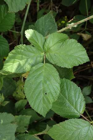 Rubus ambifarius \ B&uuml;schelbl&uuml;tige Haselblatt-Brombeere / Fasciculate-Flowered Bramble, D Vaihingen-Ensingen 13.9.2019