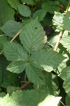 Rubus ambifarius \ B&uuml;schelbl&uuml;tige Haselblatt-Brombeere / Fasciculate-Flowered Bramble, D Vaihingen-Ensingen 13.9.2019