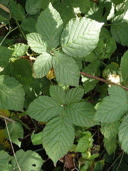 Rubus ambifarius \ B&uuml;schelbl&uuml;tige Haselblatt-Brombeere / Fasciculate-Flowered Bramble, D Vaihingen-Ensingen 13.9.2019