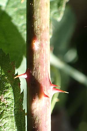 Rubus ambifarius \ B&uuml;schelbl&uuml;tige Haselblatt-Brombeere / Fasciculate-Flowered Bramble, D Vaihingen-Ensingen 13.9.2019